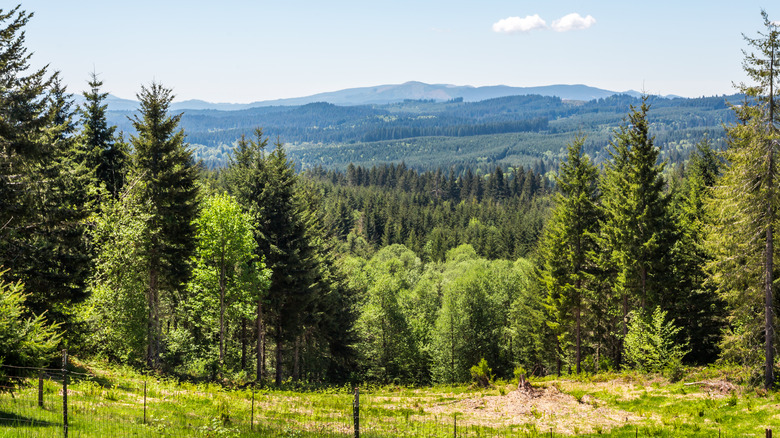 Views of mountains and forest trails on a sunny day at L.L. Stub Stewart State Park, Oregon