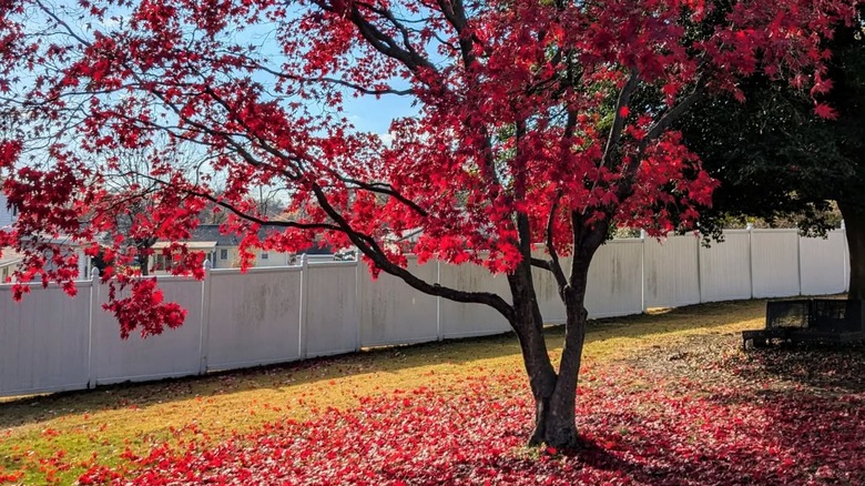 Bright red tree in Ferndale, Maryland.