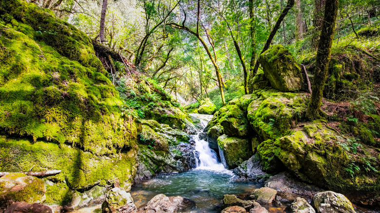Waterfall on the Cataract Falls Trail, Mount Tamalpais Watershed