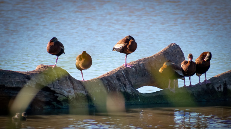 Black bellied whistling ducks in Estero Llano State Park, Texas