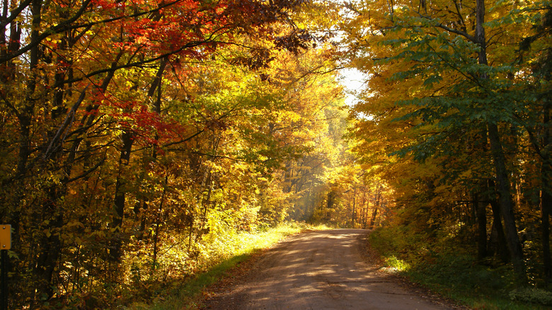 Trail through woodlands with golden light