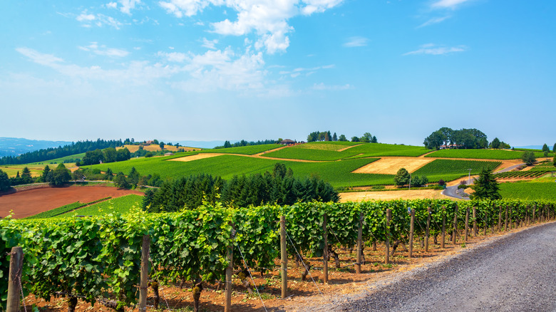 The Dundee Hills of Oregon with vine grapes
