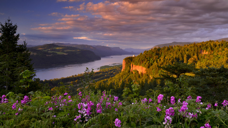Outlook in the Columbia River Gorge area of Oregon with sun shining on the cliffs and flowers in the foreground.