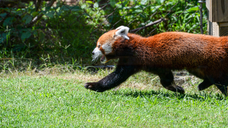 Red panda at Chattanooga Zoo in Tennessee