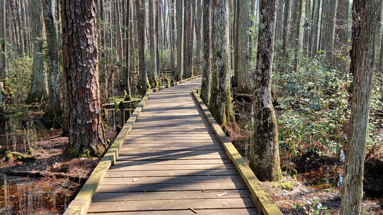 A boardwalk through a cypress swamp